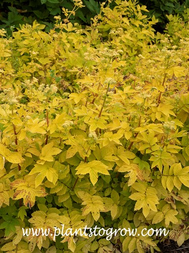 Meadow Sweet (Filipendula ulmaria 'aurea')
